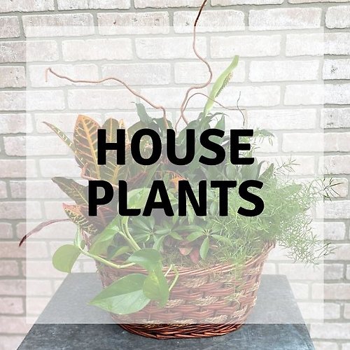 Plants & Dish Gardens
