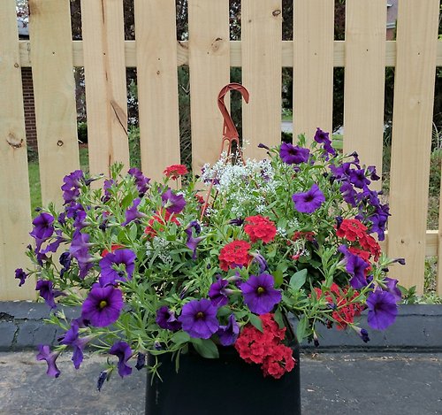 Hanging Basket, sm mixed variety
