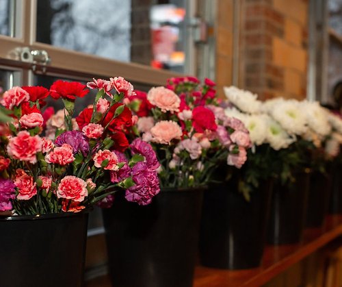 Flower Bar-- 500 stems