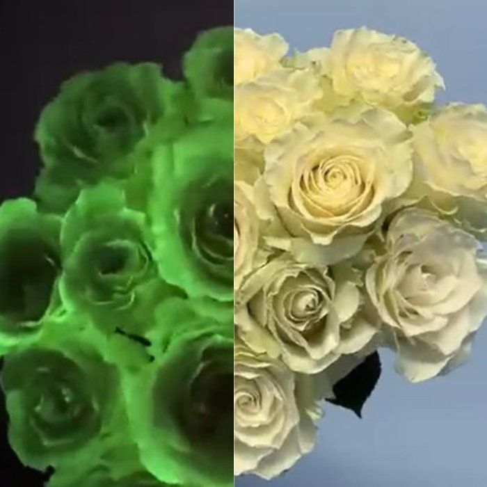 Glow in the Dark Rose