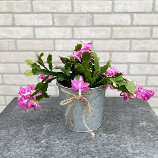 Christmas Cactus