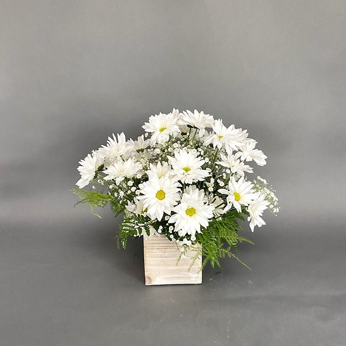 Daisy Love