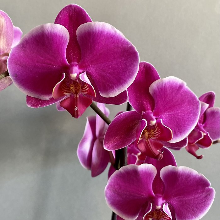 Orchid Plant