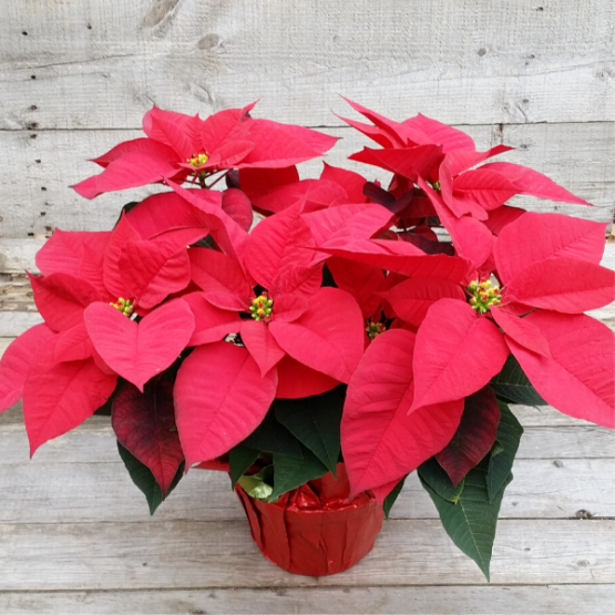 Small Poinsettia