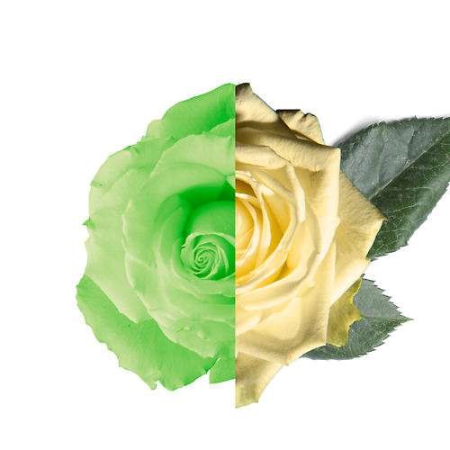 Glow in the Dark Rose