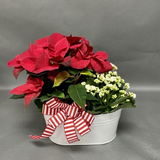 Peppermint Planter