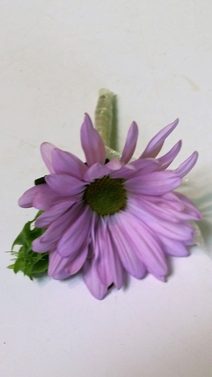 lavender daisy bout