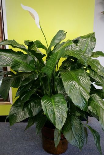 Large Peace Lily