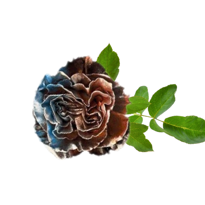Poison Petals