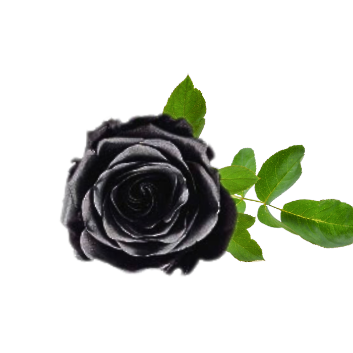 Phantom Black