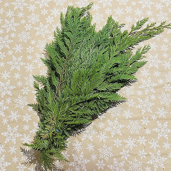 Cedar Bunch