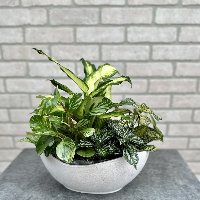 Living Garden Centerpiece