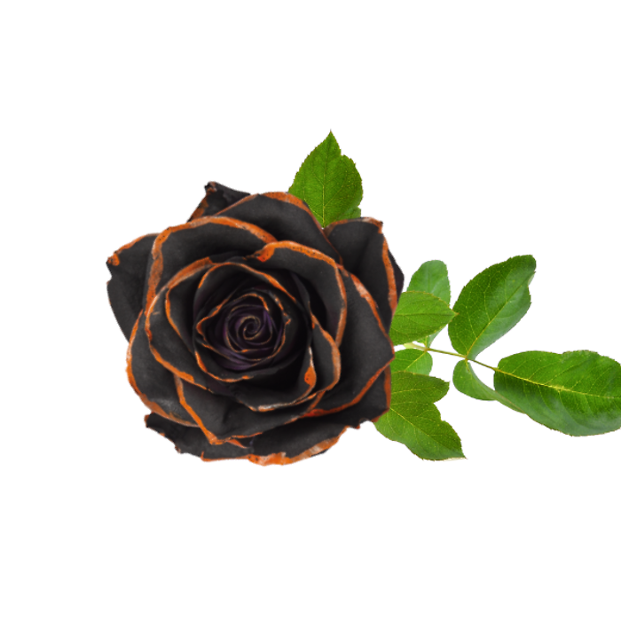 Nightshade Elegance
