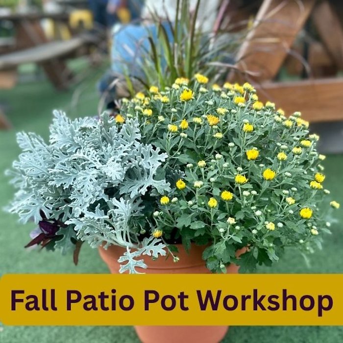 Fall Patio Pot Workshop 9/9 6:30P Tiki Underground
